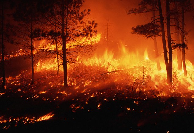 Forest fire burning out of control in a pine forest on the Mesca